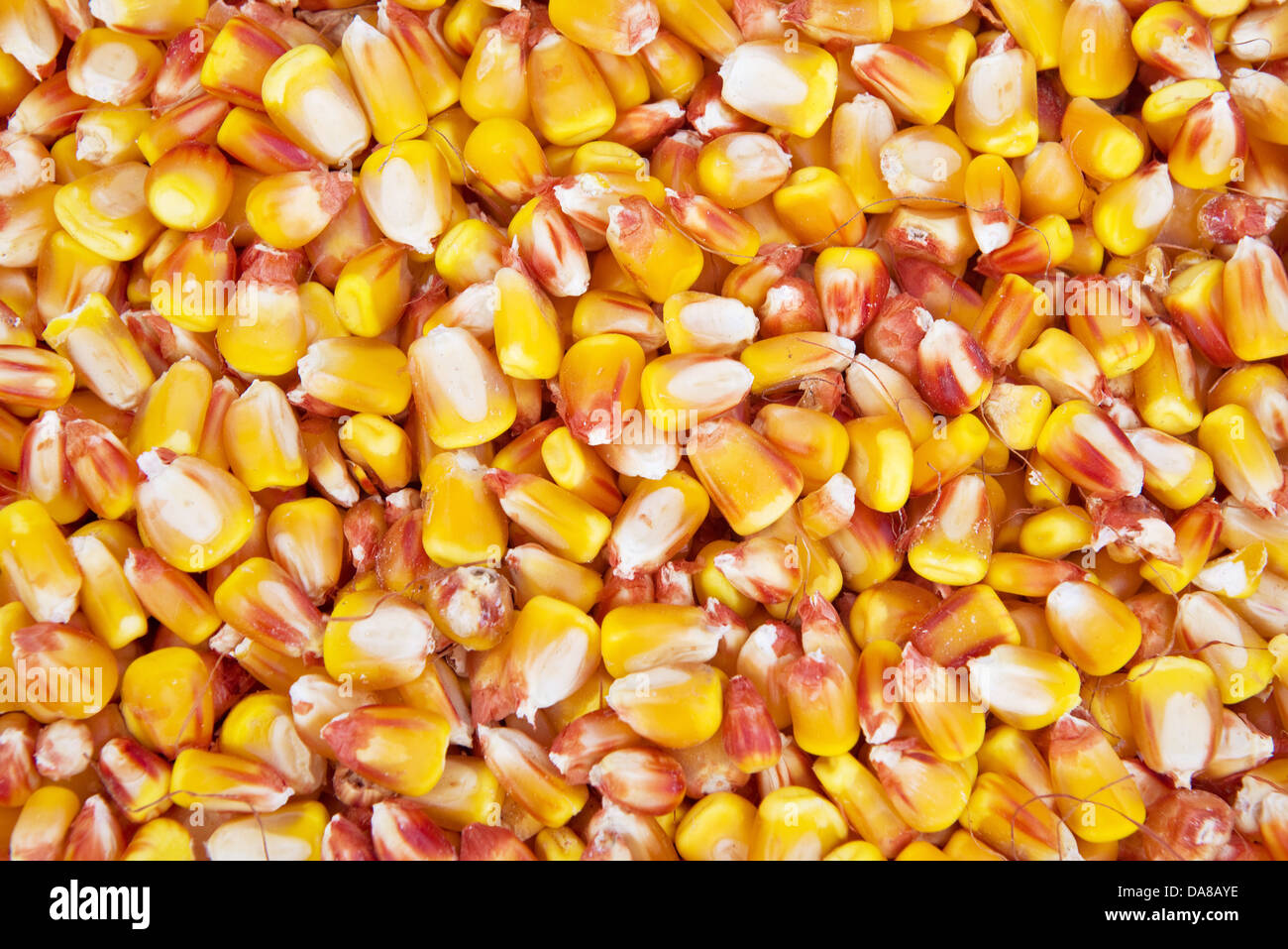 Mais-Saatgut Maserung, Landwirtschaft Hintergrundbild Stockfotografie -  Alamy