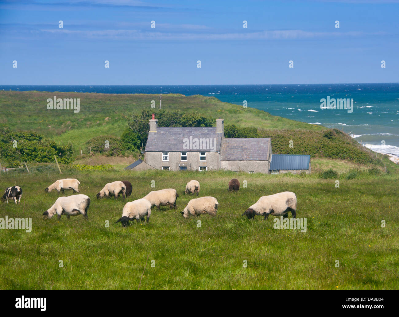 Schafbeweidung über Feld in Porth Colmon auf Llyn Halbinsel mit Cottage in Bucht und das Meer hinter Gwynedd North Wales UK Stockfoto