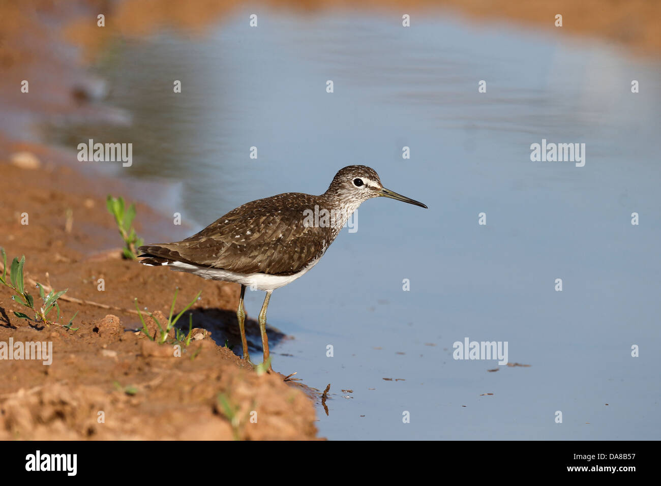 Grüne Flussuferläufer, Tringa Ochropus, einziger Vogel durch Wasser, Warwickshire, Juli 2013 Stockfoto Grüne Flussuferläufer, Tringa Ochropus, einziger Vogel durch Wasser, Warwickshire, Juli 2013 Stockfoto