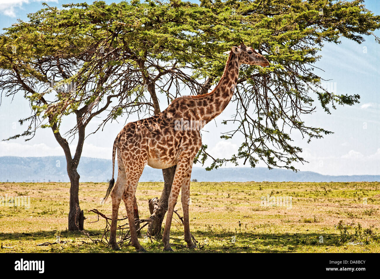 Giraffe Browsing Blätter aus einer Akazie in der Masai Mara, Kenia Stockfoto