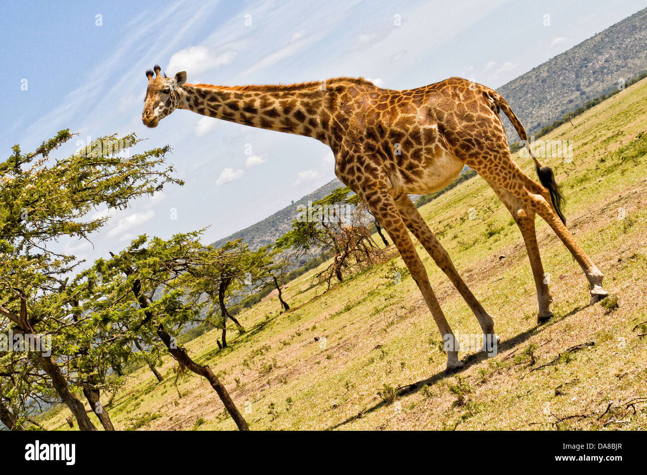 Weibliche Giraffe Annäherung an einen Baum in der Masai Mara, Kenia Stockfoto