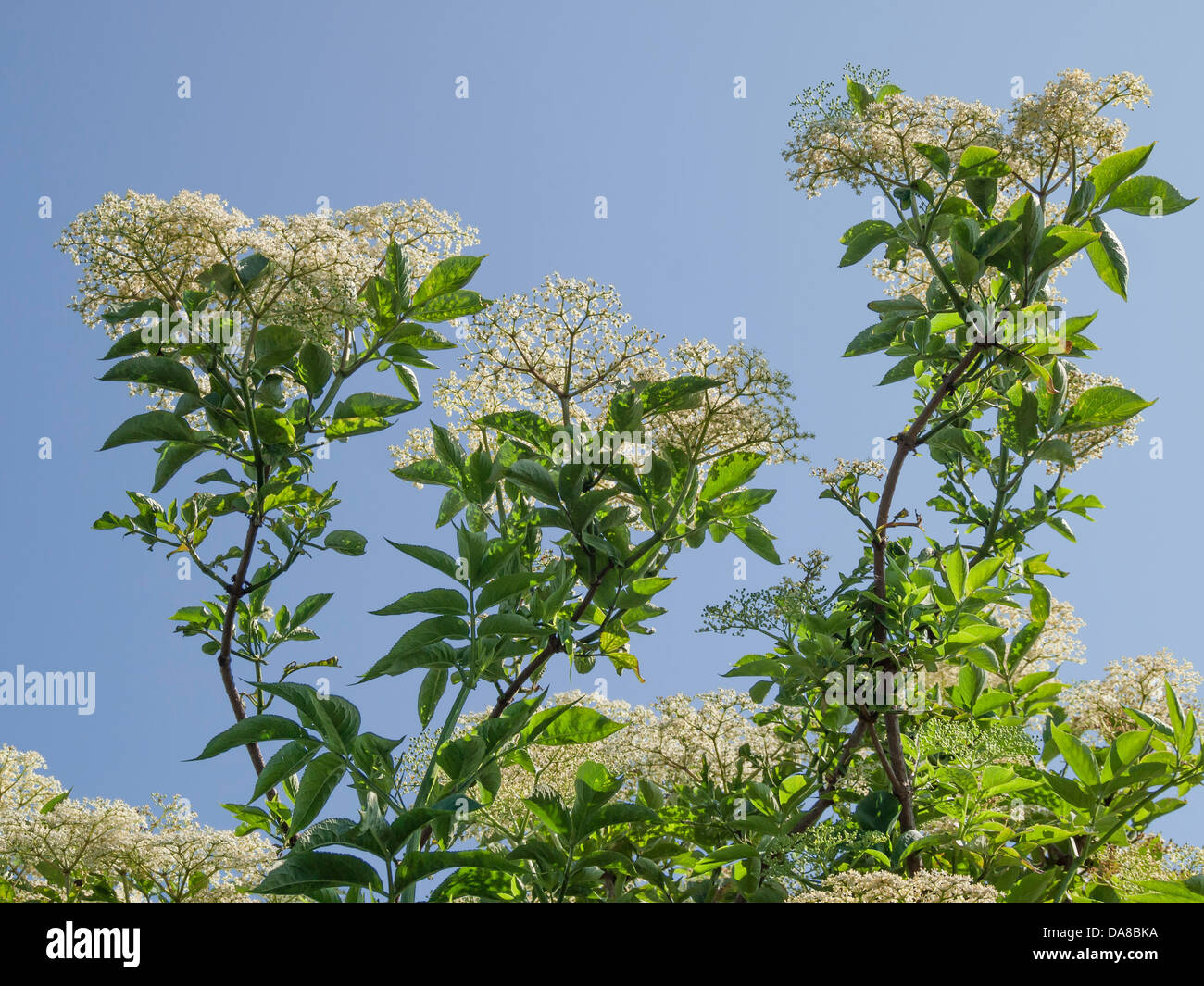 Blüte einer älteren Baum Sambucus nigra Stockfoto