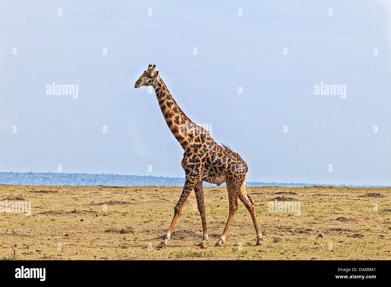 Männlich oder Bull Giraffe ruhig zu Fuß in die Masai Mara, Kenia Stockfoto