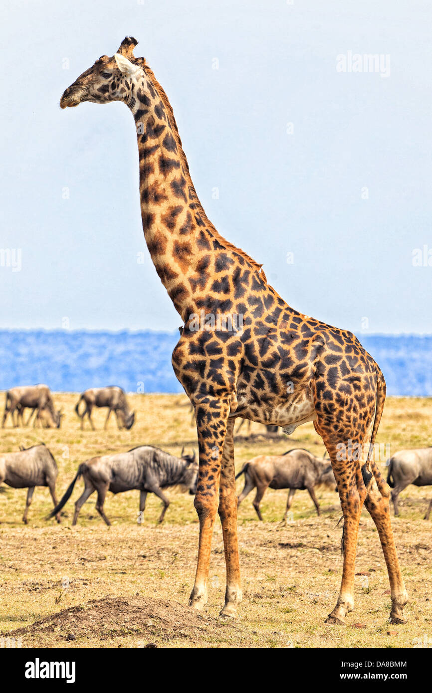 Männliche Giraffen in der Masai Mara Stockfoto