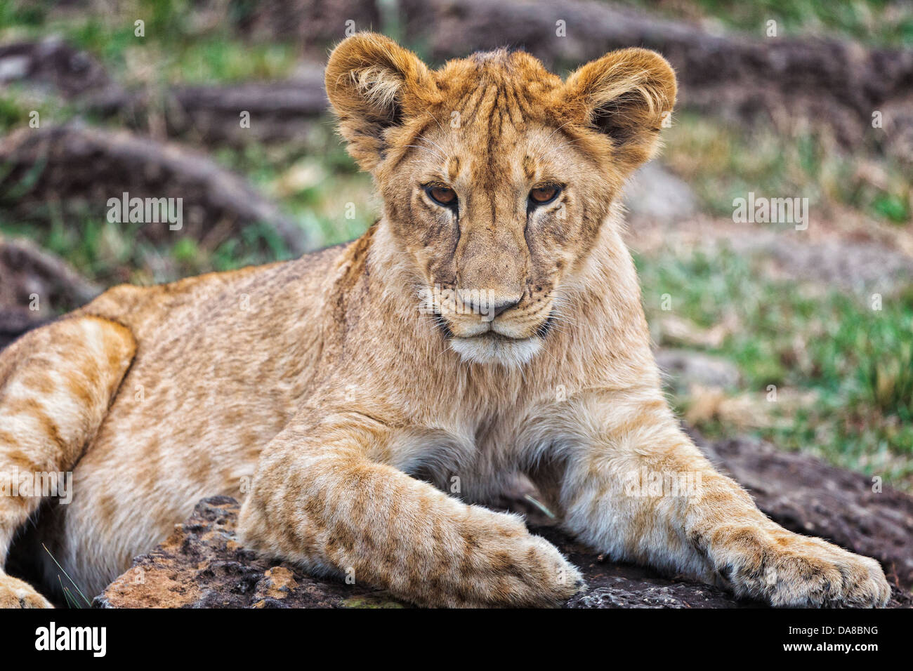 Löwenjunges spielen am Mara Conservancy, Kenia, Afrika Stockfoto
