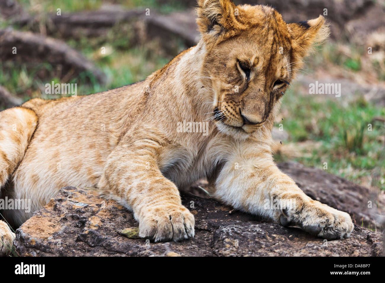 Löwenjunges spielen am Mara Conservancy, Kenia, Afrika Stockfoto