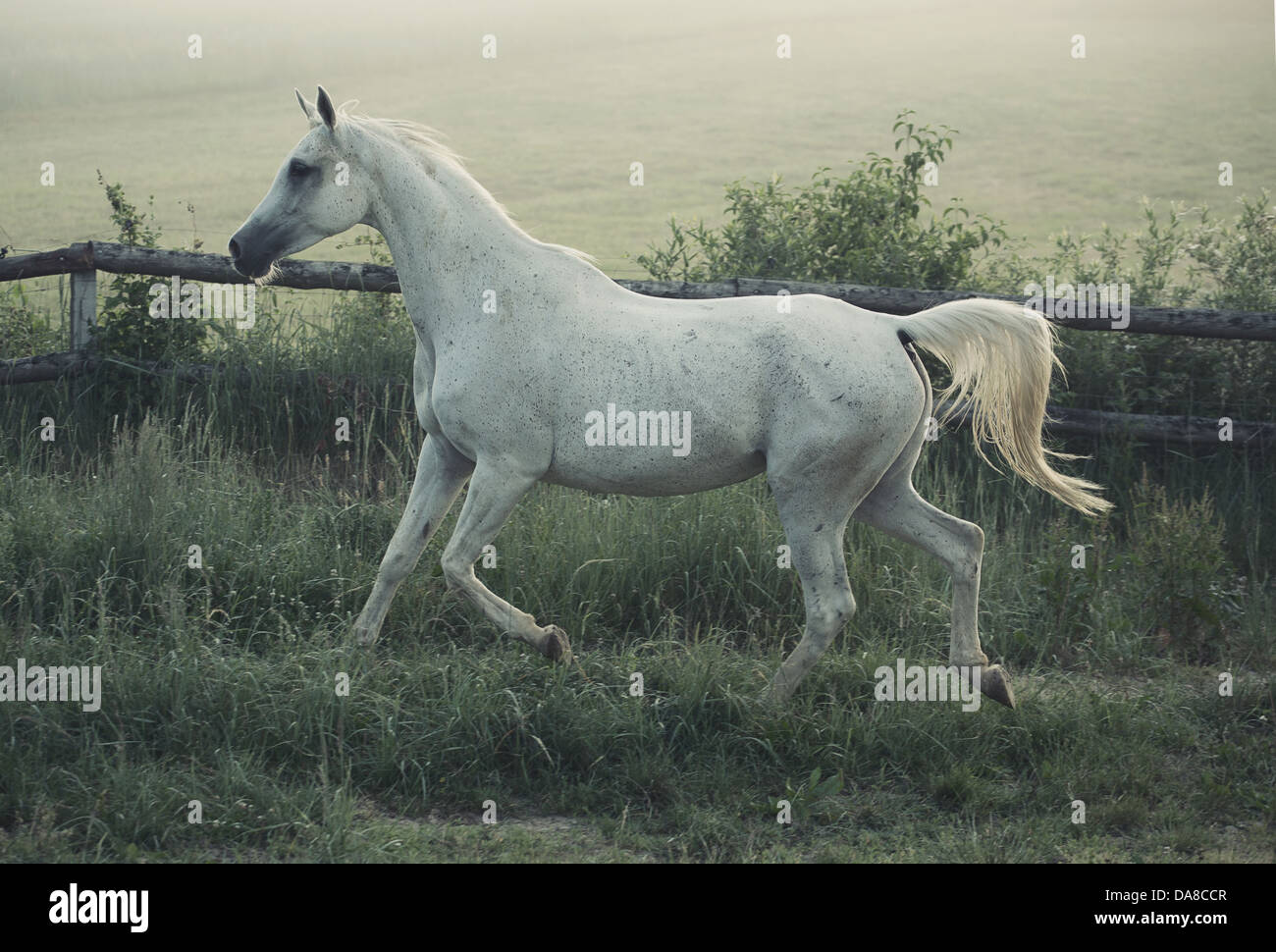 Bild von weißen Pferd mit rular Landschaft im Hintergrund Stockfoto