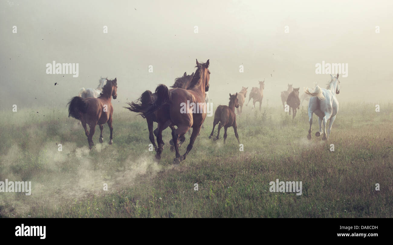 Gruppe von Pferden auf der Wiese am Morgen Stockfoto