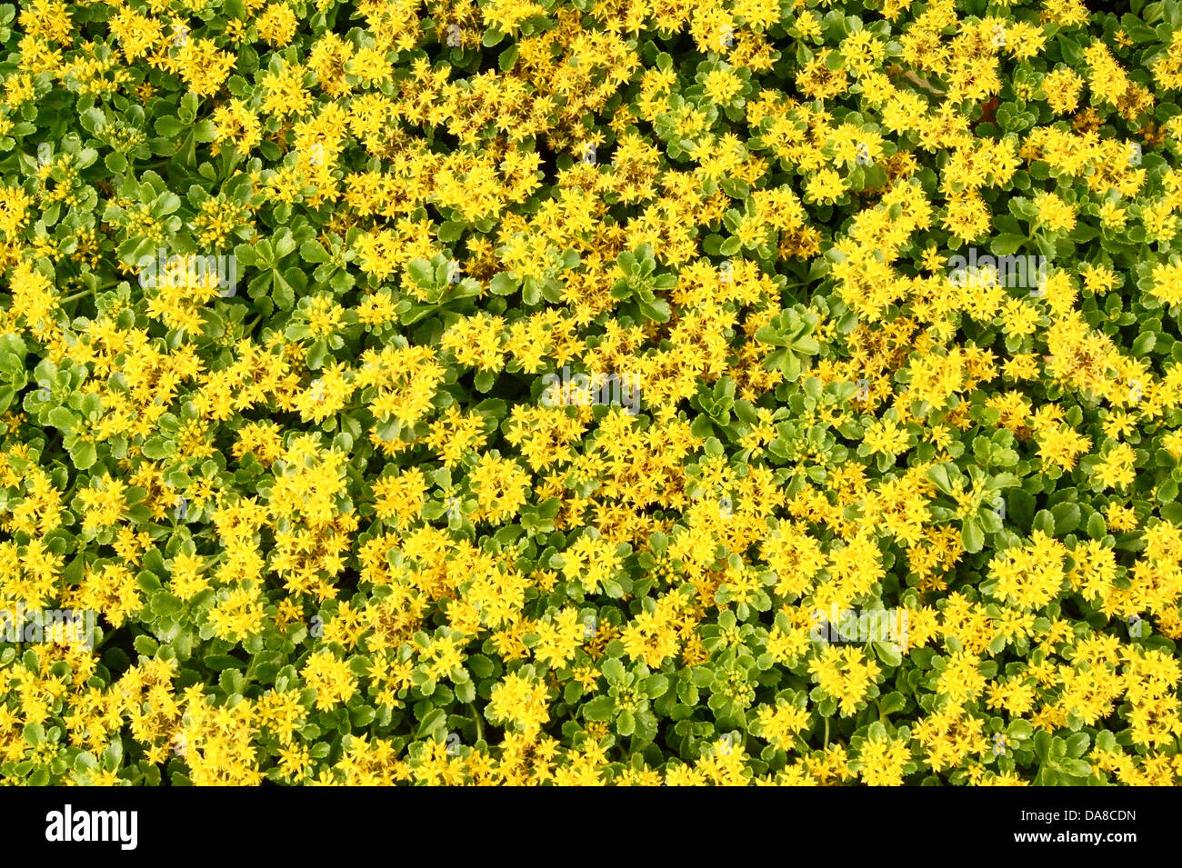 Gelbe Blume Hintergrundbild Stockfoto