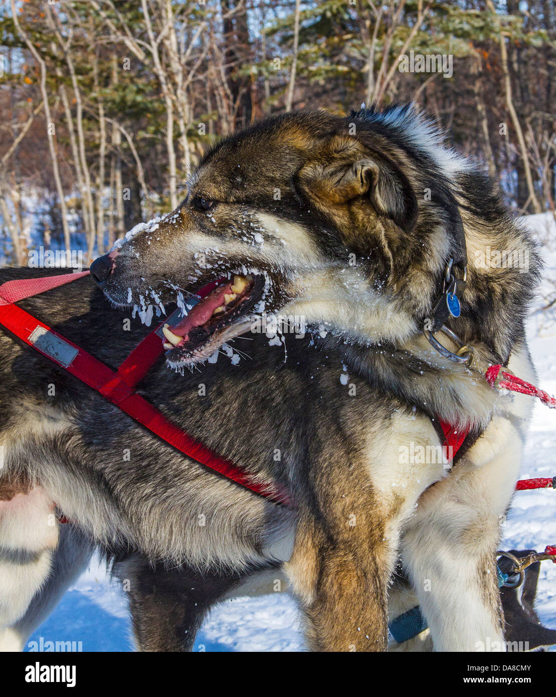 Schlittenhunde mit Gesicht mit Frost im Wapusk Abenteuer Hundeschlitten Betrieb, Churchill, MB Stockfoto