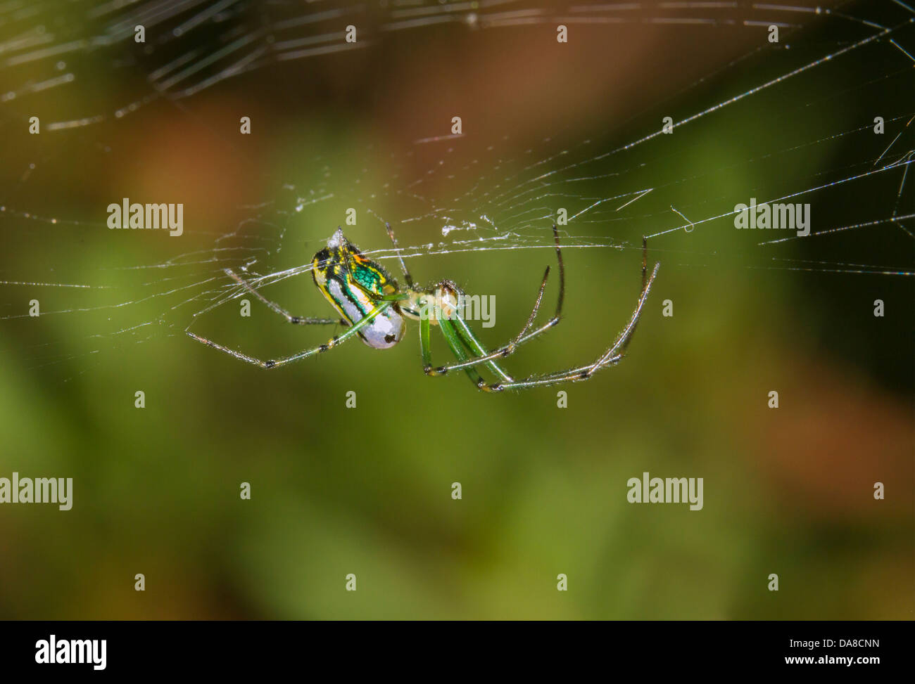 Venusta Obstgarten Spinne (Leucauge Venusta) im Netz (Georgia, USA). Stockfoto