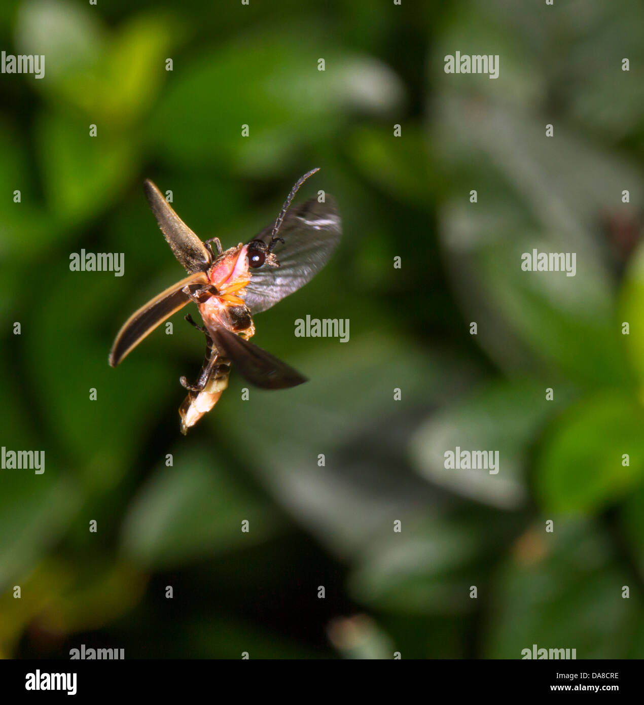 Östlichen Firefly (Photinus Pyralis) fliegen (Georgia, USA). Stockfoto
