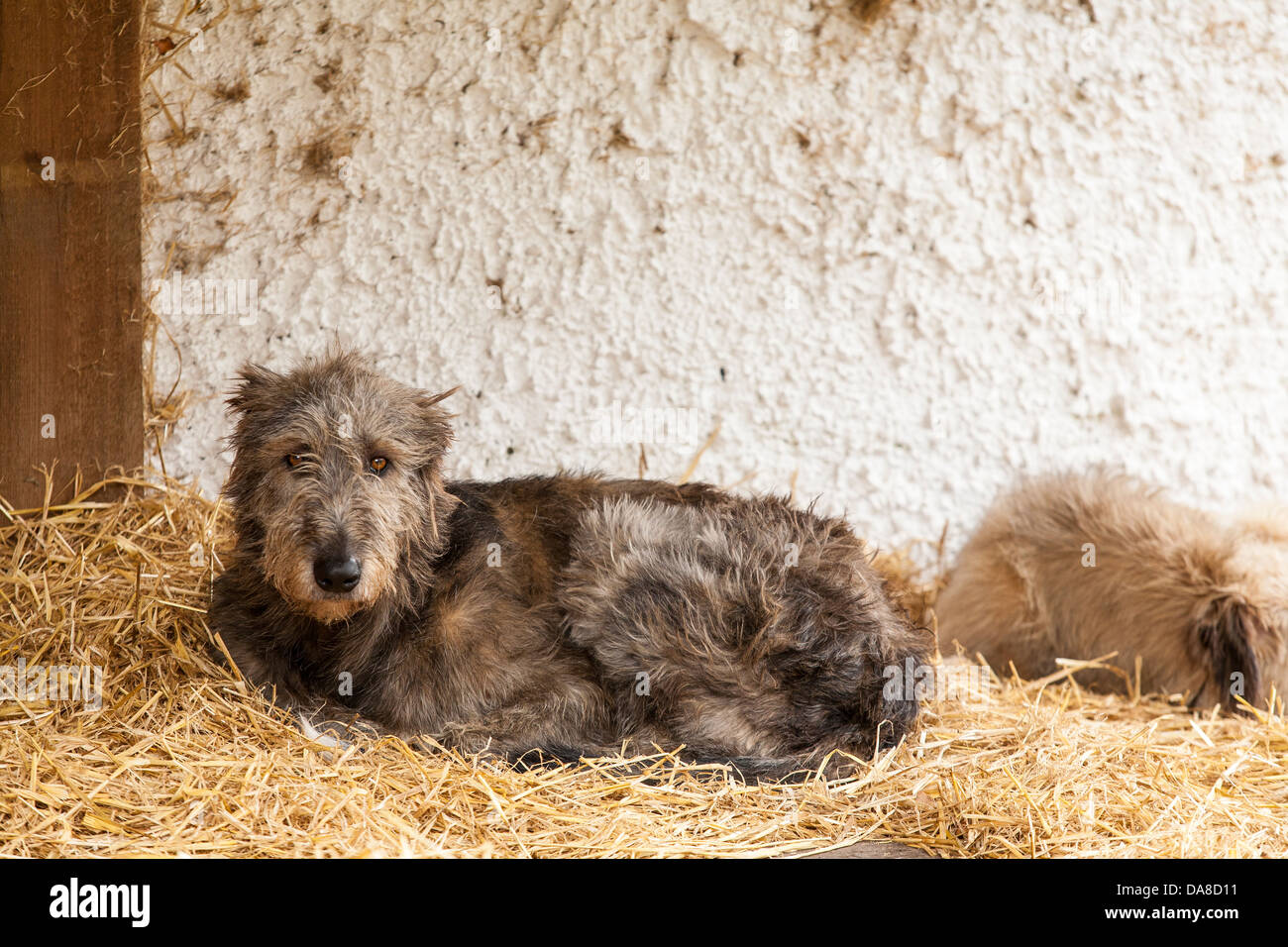 Ein irischer Wolfshund ist ein Teil des Displays und Exponate im Kerry Bog Village in Co Kerry in Irland Stockfoto