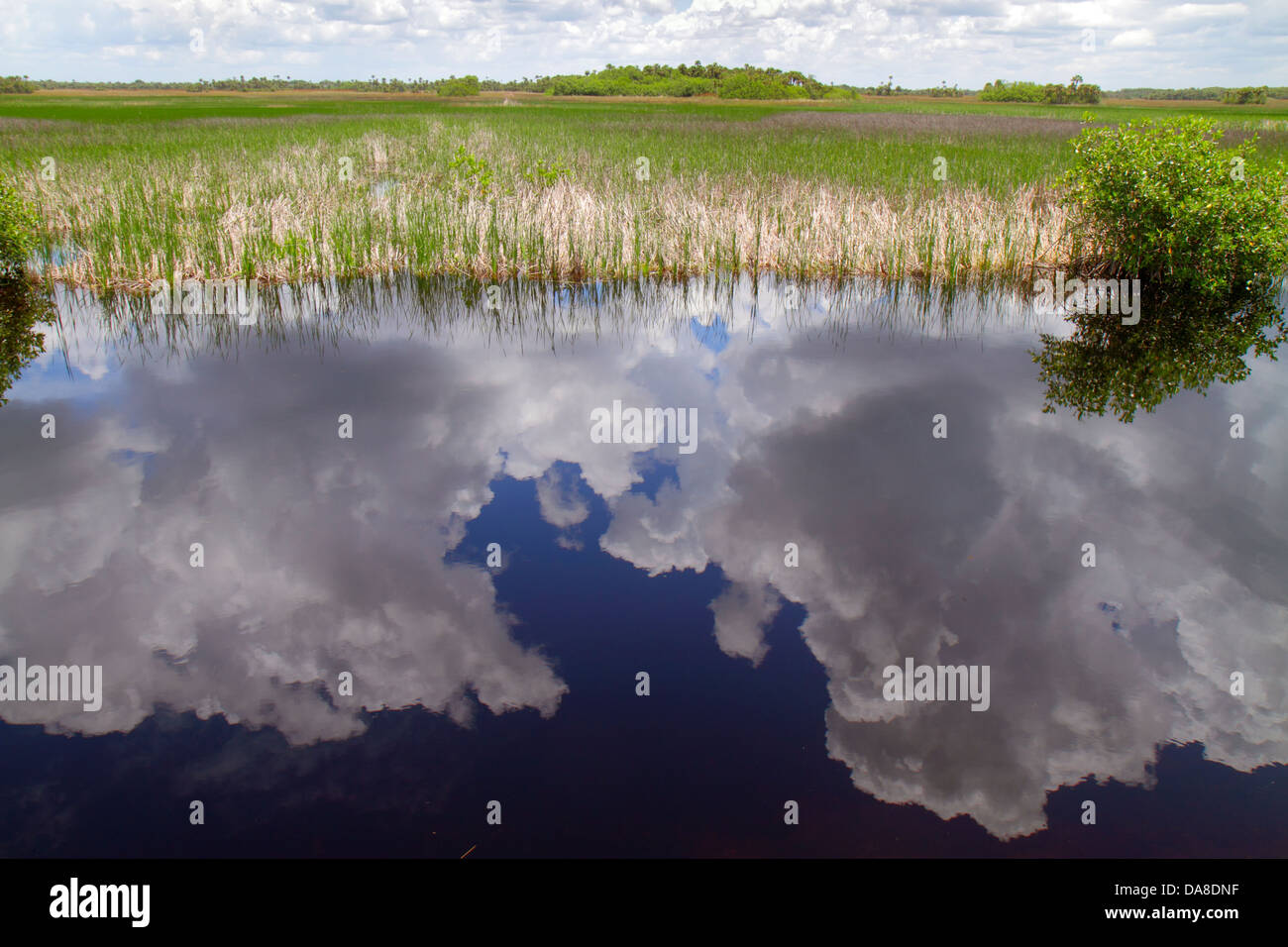 Miami Florida, Tamiami Trail, Everglades, Big Cypress National Preserve, Naturlandschaft, Besucher reisen Reise touristischer Tourismus Wahrzeichen Stockfoto