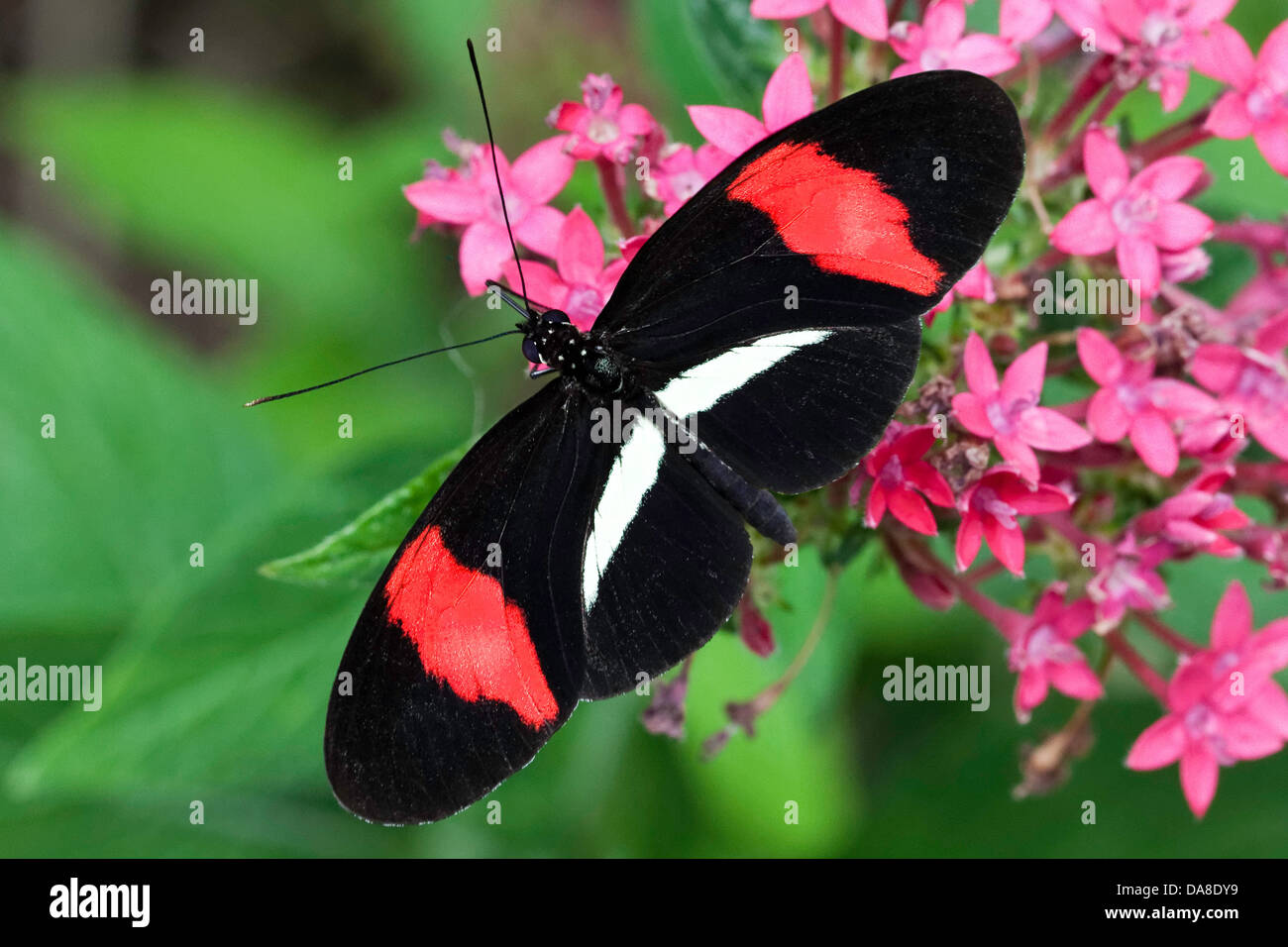 Der Postbote Schmetterling, alias: Gemeinsame Postman, oder Briefträger (Heliconius melpomene), Costa Rica Stockfoto