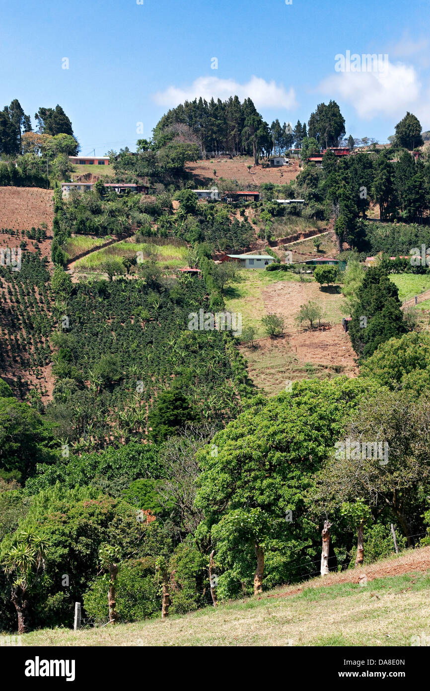 Costa Rican Landschaft. Kaffee Pflanzen wachsen am Hang. Stockfoto