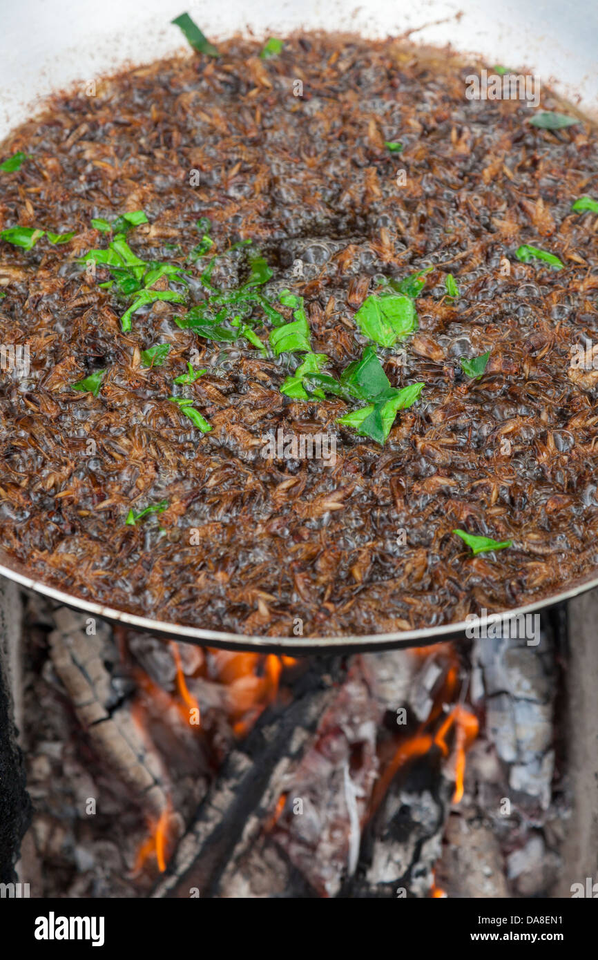 Frittierte Grillen - Takeo Province, Kambodscha Stockfoto