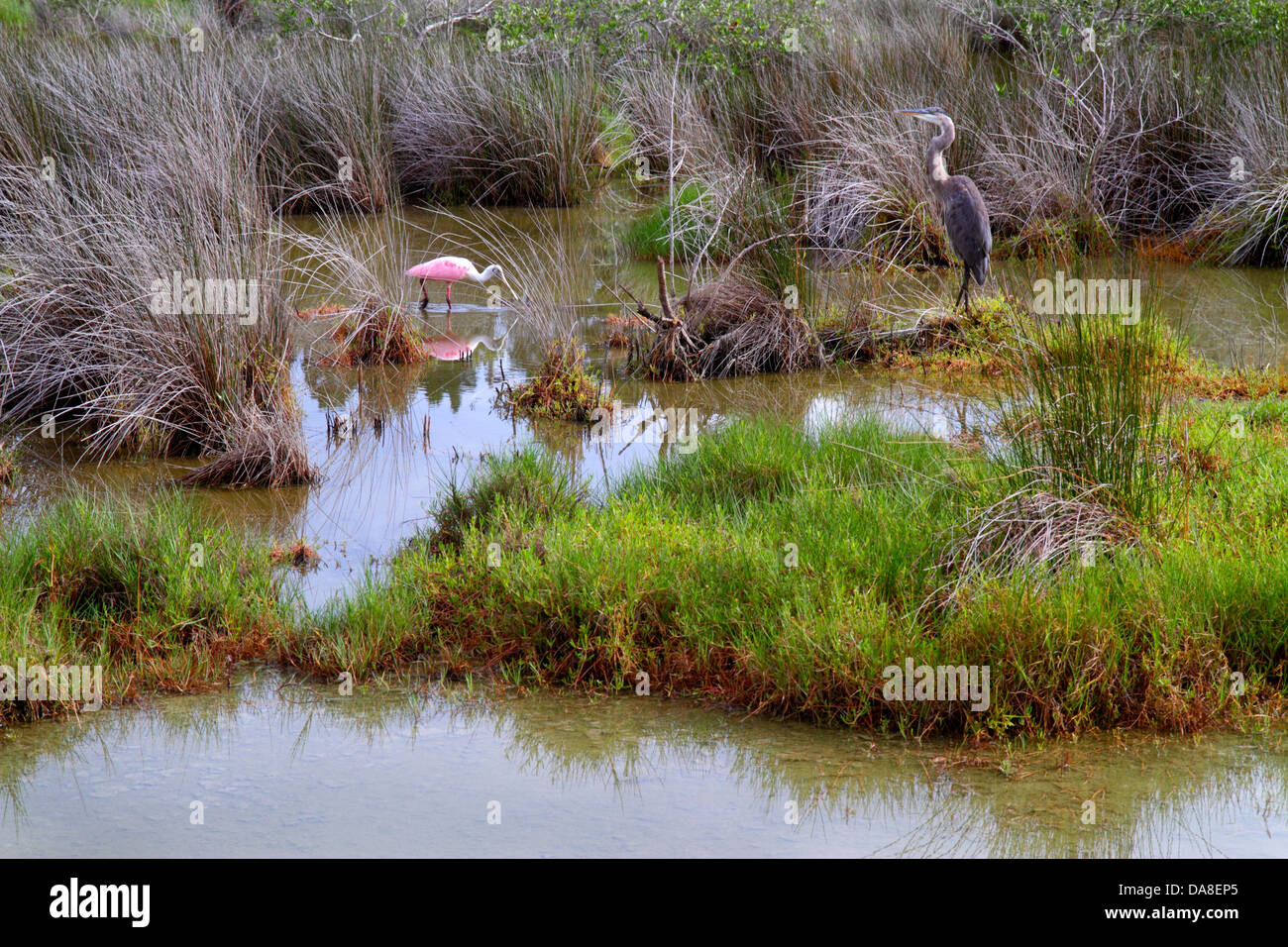 Florida Clearwater Beach, Sand Key Park, rosa Löffelchen, großer blauer Reiher, Nahrungssuche, Vogelvögel, seichtes Wasser, Besucher reisen Reisetouristen Stockfoto