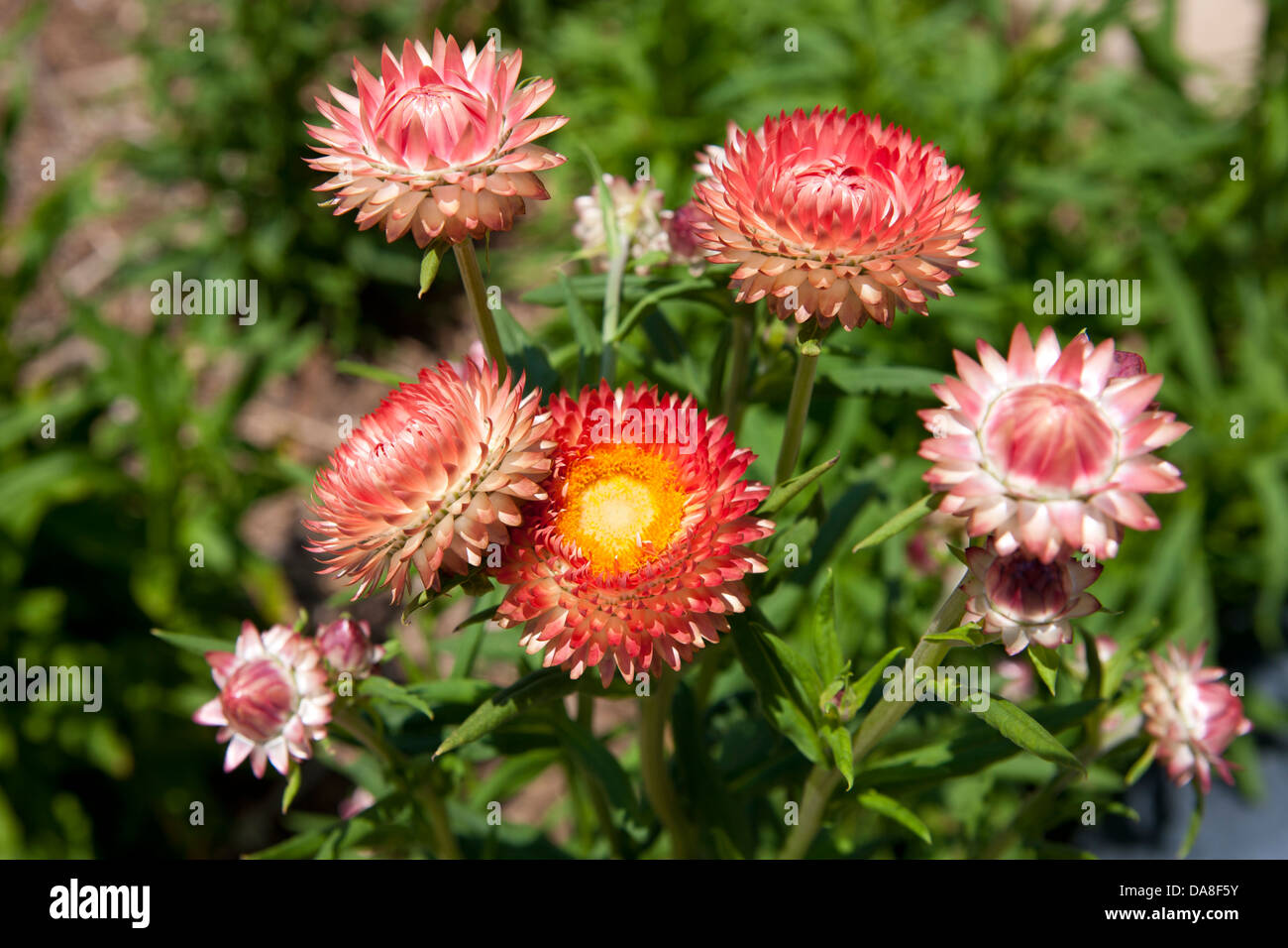 Stroh Blume (Xerochrysum Bracteatum), der Huntington-Bibliothek und Kunstsammlung botanischen Garten sanmarino, Kalifornien, Vereinigte Staaten von Amerika Stockfoto