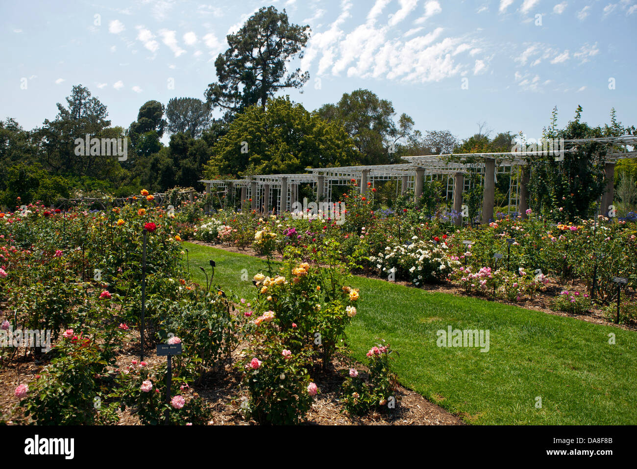Gesamtansicht von der Rose Garden, der Huntington-Bibliothek und Kunstsammlung botanischen Garten San Marino, Kalifornien, Vereinigte Staaten von Amerika Stockfoto