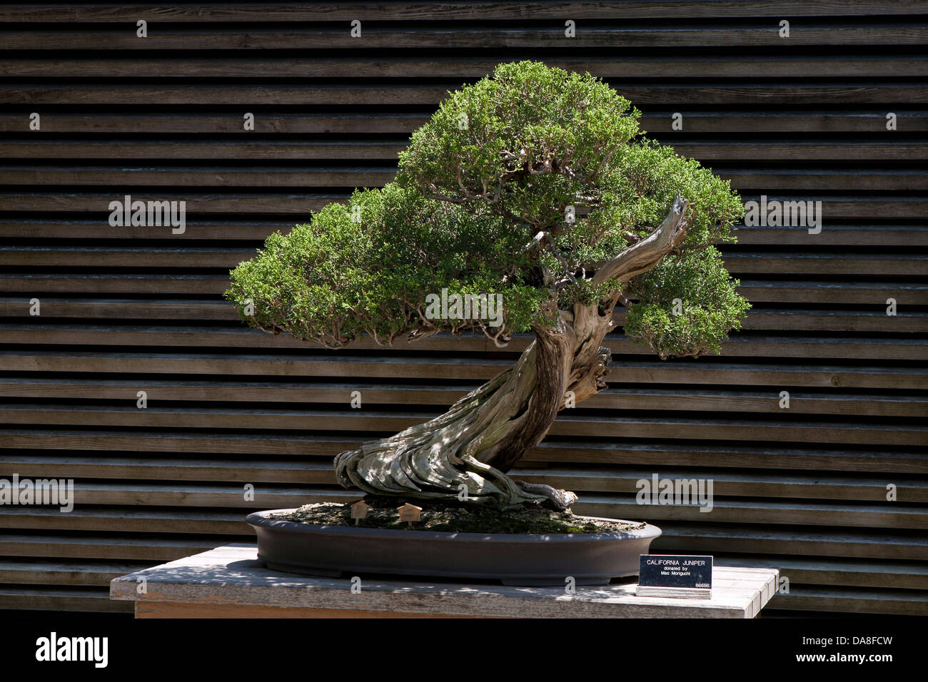Juniperus californica, Kalifornien, Juniper, Bonsai Baum Stockfotografie -  Alamy