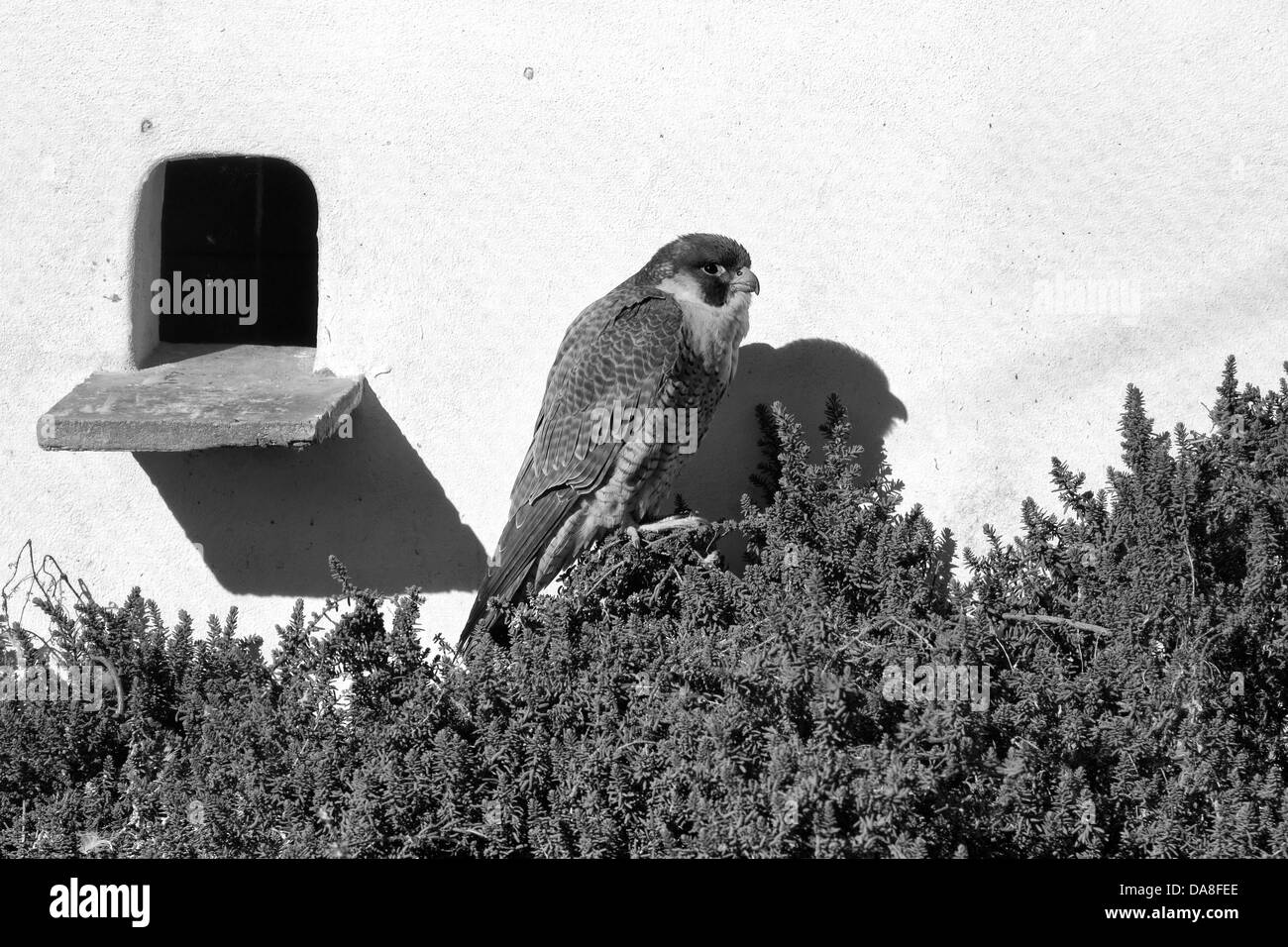 Wanderfalke, Falco Peregrinus, Gefangenschaft, Pont de Gau, Gard, Frankreich Stockfoto