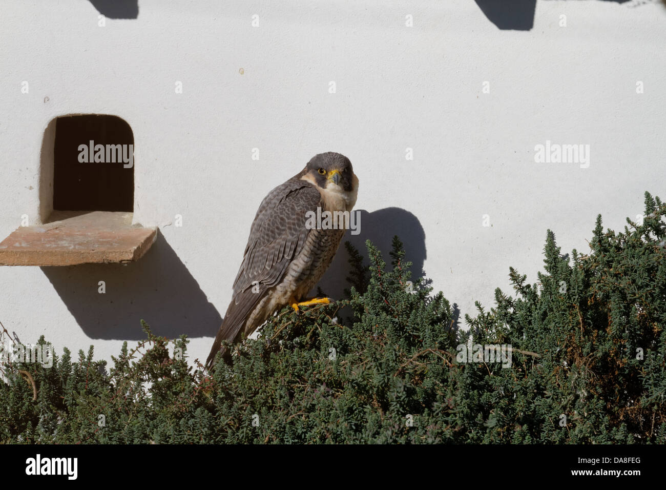 Wanderfalke, Falco Peregrinus, Gefangenschaft, Pont de Gau, Gard, Frankreich Stockfoto