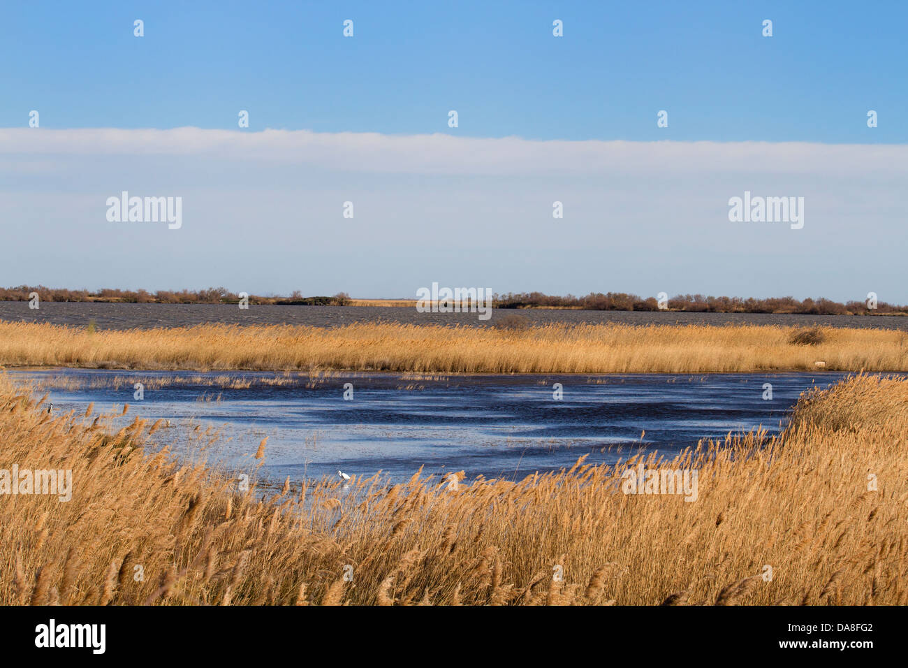 Marsh, Les Saintes Maries De La Mer, Frankreich Stockfoto