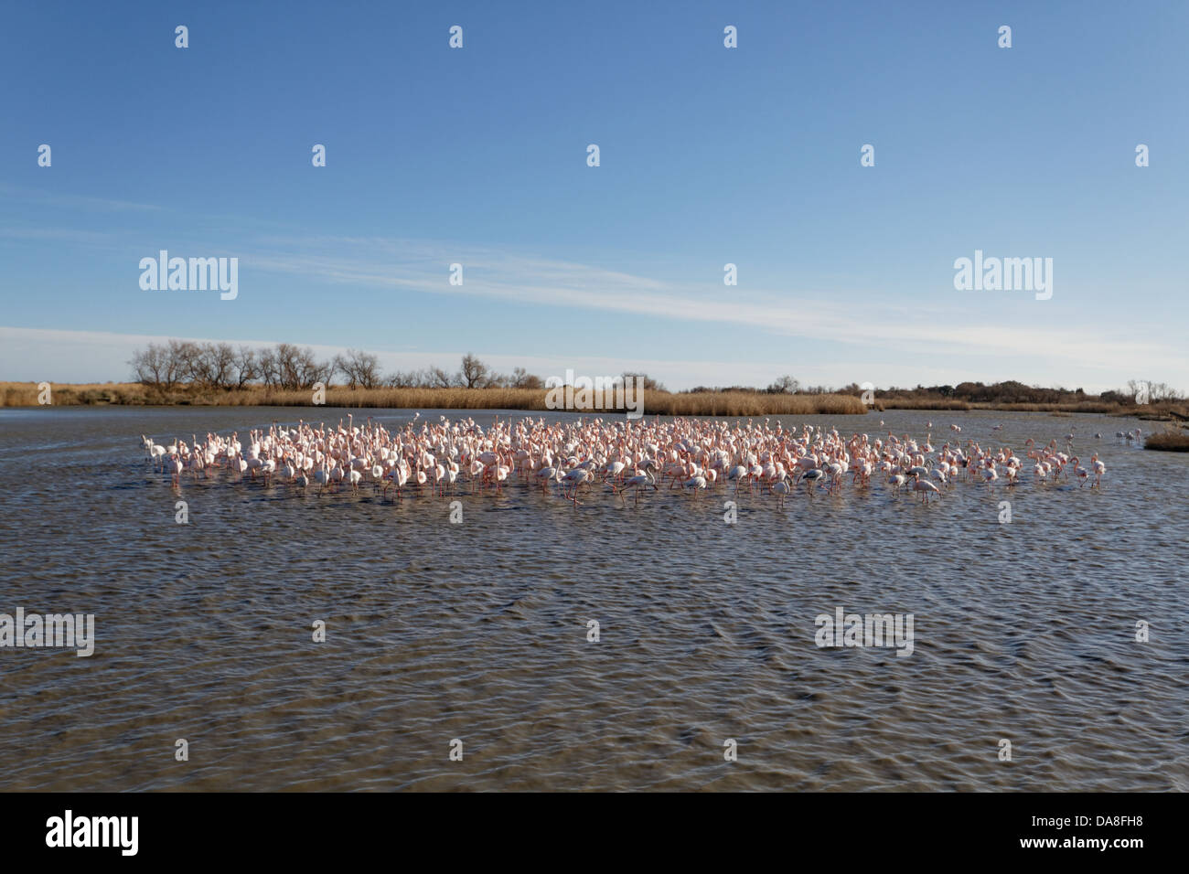 Großen Flamingo. Phoenicopterus Ruber. Saintes Maries De La Mer Stockfoto
