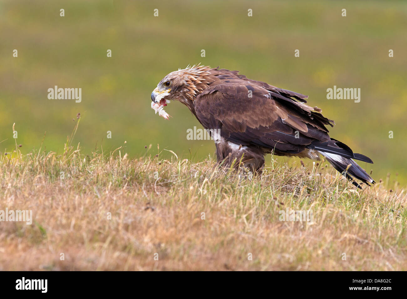 Goldener Adler mit Beute im Schnabel Stockfoto