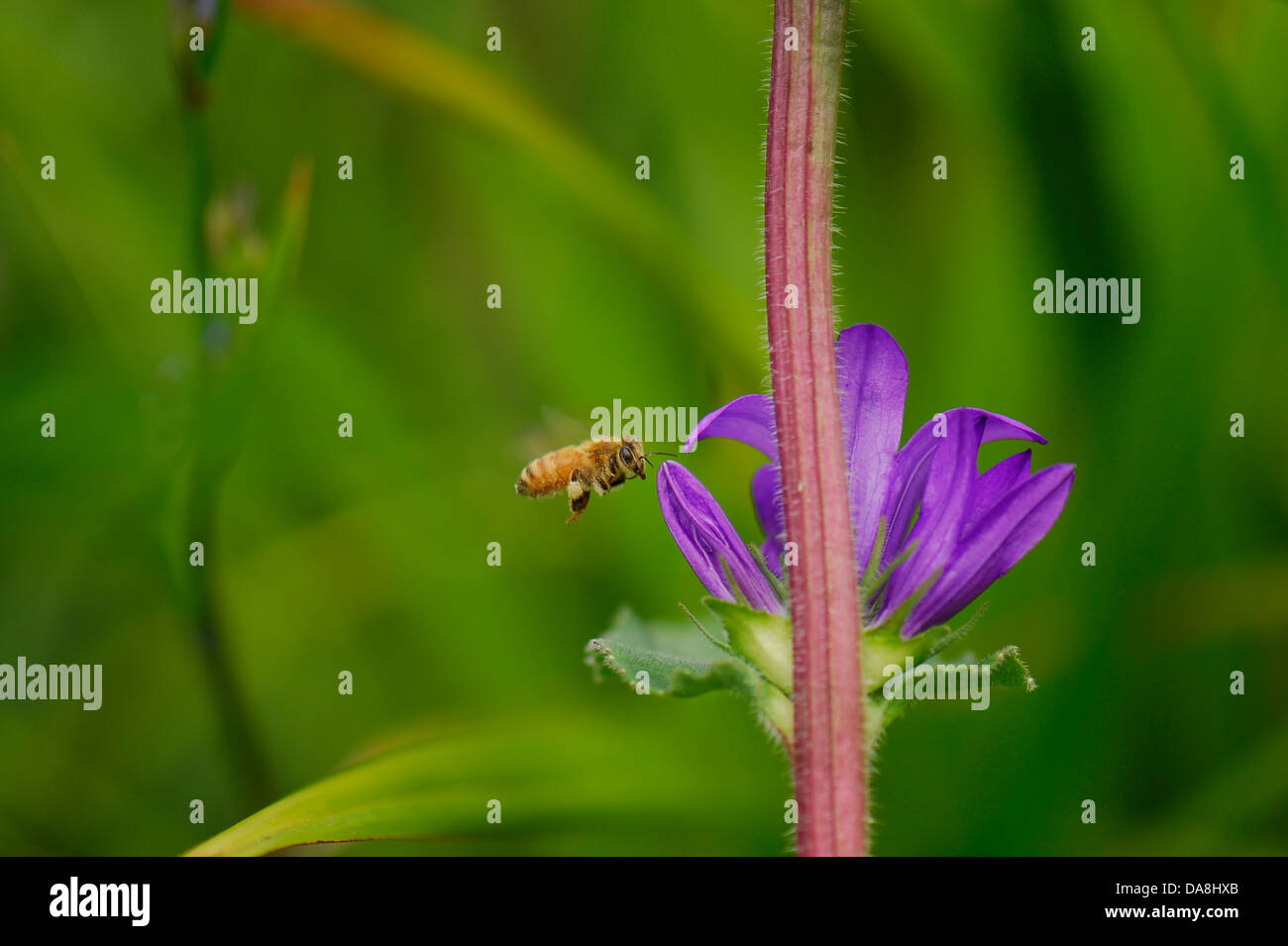 Arbeits-Biene und Blume Stockfoto