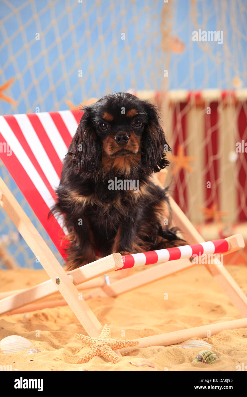 Cavalier King Charles Spaniel, Welpe, 5 Monate, neben, Liegestuhl Stockfoto