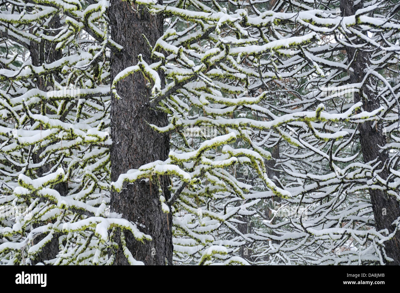 USA, USA, Amerika, Oregon, Schnee, Baum, Zweige, Winter, Natur, Detail, Struktur, Muster, Stockfoto