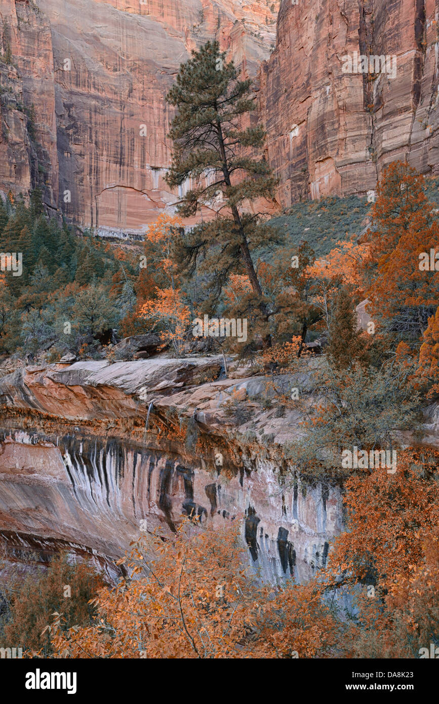 USA, USA, Amerika, Utah, Springdale, Nordamerika, vier Ecken, Colorado Plateau, Zion, Nationalpark, Emerald Pool Stockfoto