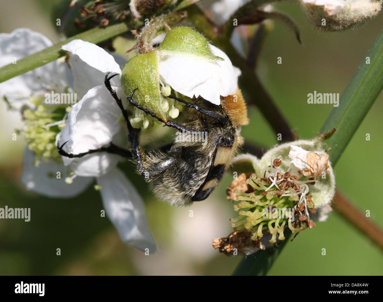 Nahaufnahme der eine Biene Käfer (Trichius Zonatus oder T. Fasciatus) Fütterung auf Blackberry Blumen - mehr als 30 Bilder in Serie Stockfoto