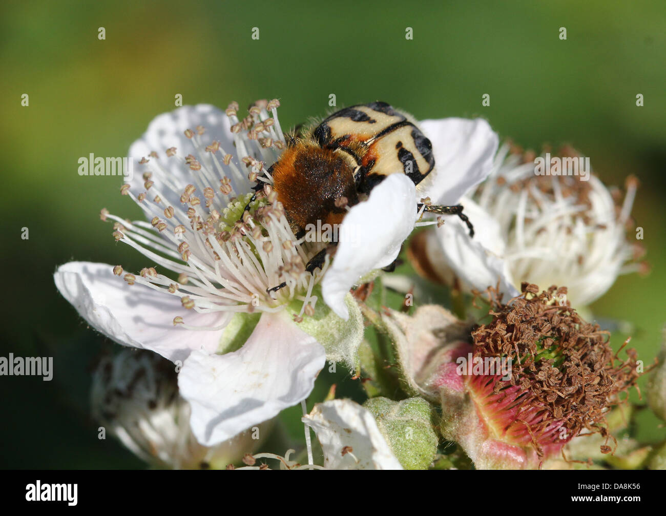 Nahaufnahme der eine Biene Käfer (Trichius Zonatus oder T. Fasciatus) Fütterung auf Blackberry Blumen - mehr als 30 Bilder in Serie Stockfoto