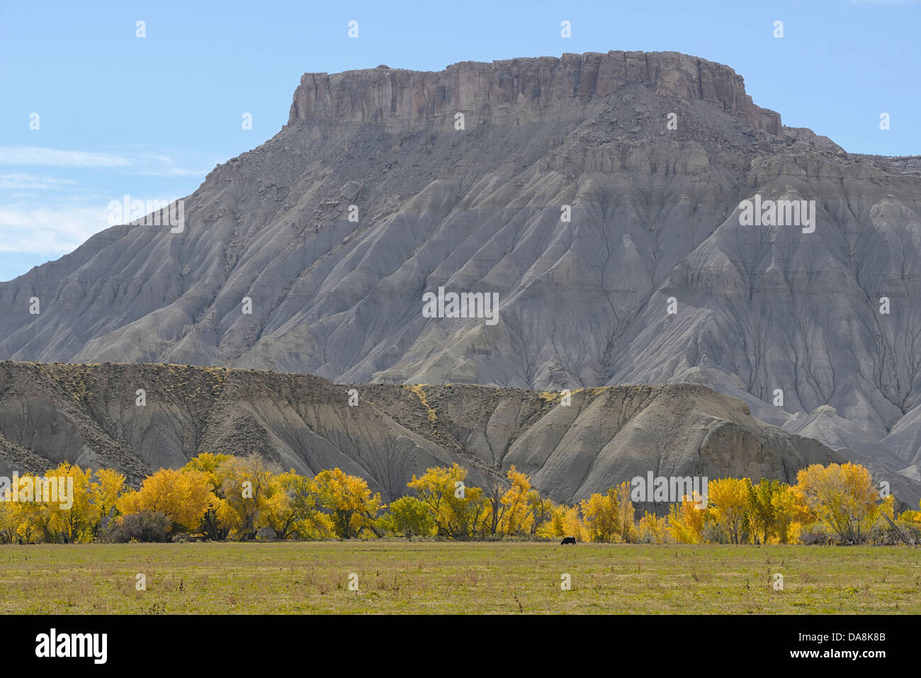 USA, USA, Amerika, Utah, Hanksville, Nordamerika, vier Ecken, Colorado Plateau, Cottenwood, Herbst, Erosion, Clif Stockfoto