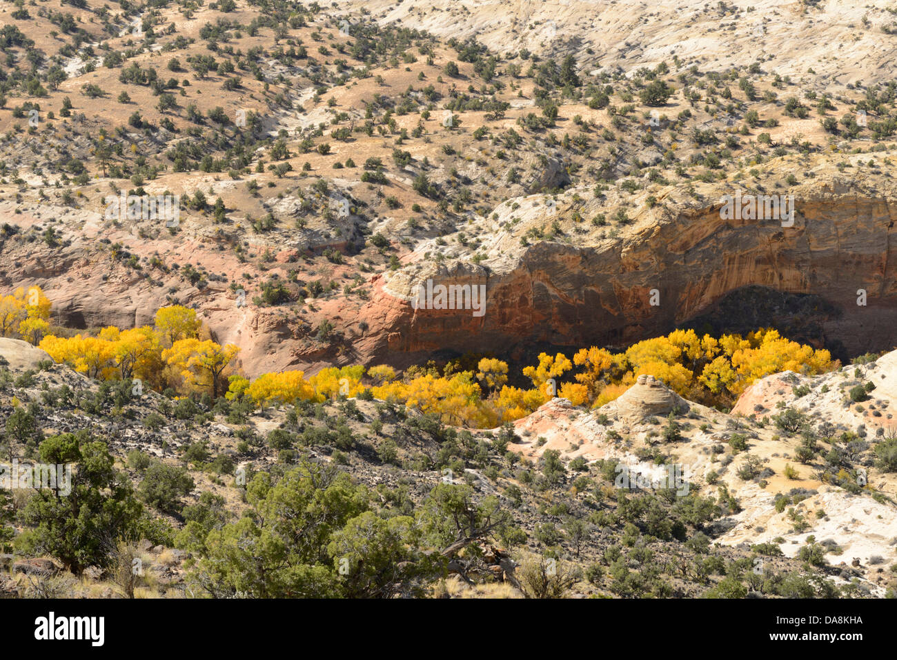 USA, Vereinigte Staaten, Amerika, Utah, Boulder, Nordamerika, Garfield County, Colorado Plateau, Calf Creek, Nationaldenkmal, Kinderbett Stockfoto