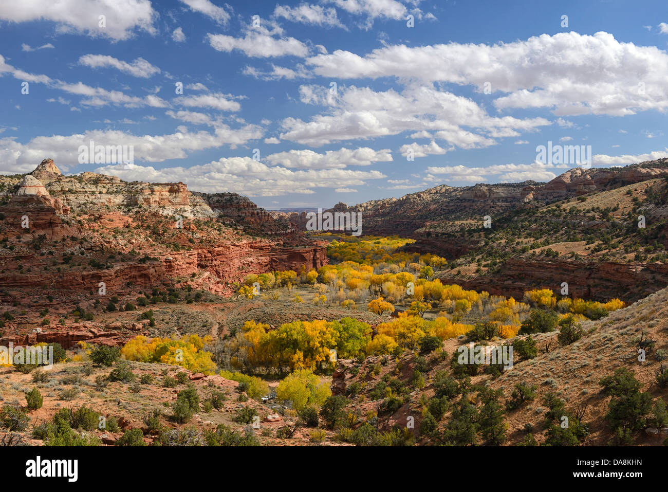 USA, USA, Amerika, Utah, Cottenwood, Bäume, Laub, Escalante River, Canyon, Grand Staircase, Escalante National Mo Stockfoto