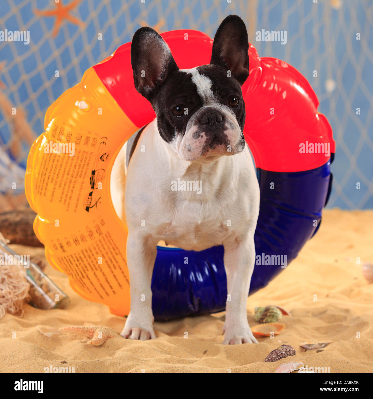 Französische Bulldogge, Hündin, Schwimmen Ring, Ring Baden Stockfotografie  - Alamy