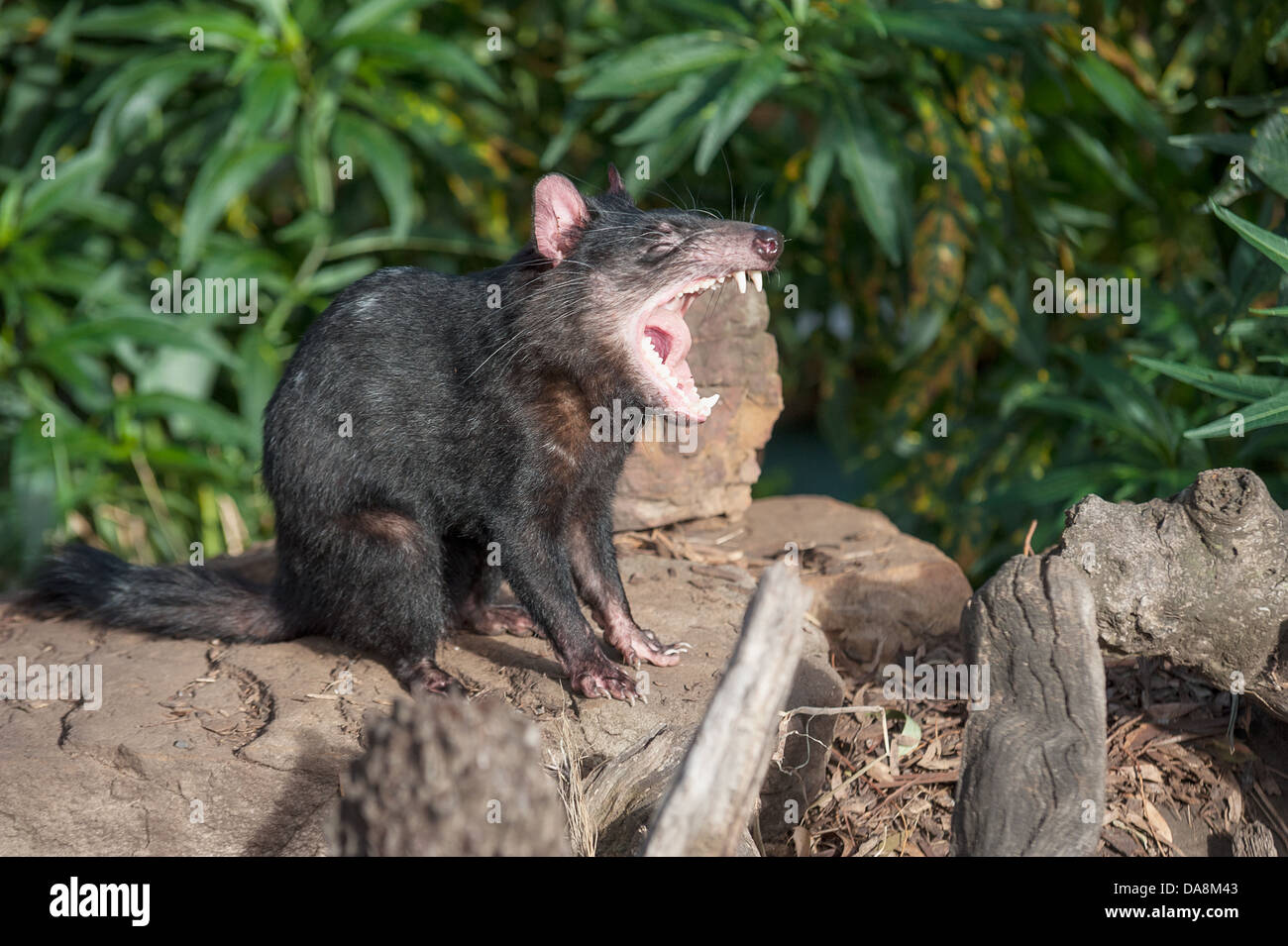 Ein Tasmanischer Teufel mit seinen Mund weit offen. Stockfoto