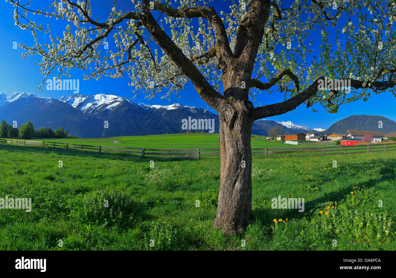 Österreich, Europa, Tirol, Mieminger plateau, Barwies, Frühling, Baum, Blume Baum, Apfelbaum, Wiese, Zaun, Berge, Schnee, Stuba Stockfoto