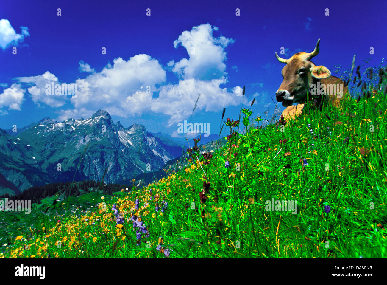Österreich, Europa, Vorarlberg, Bregenzerwald, Schröcken, Salobersattel, Alp Alpine, Rasen, Blumen, Weide, Weide, Kuh, Stirn Stockfoto