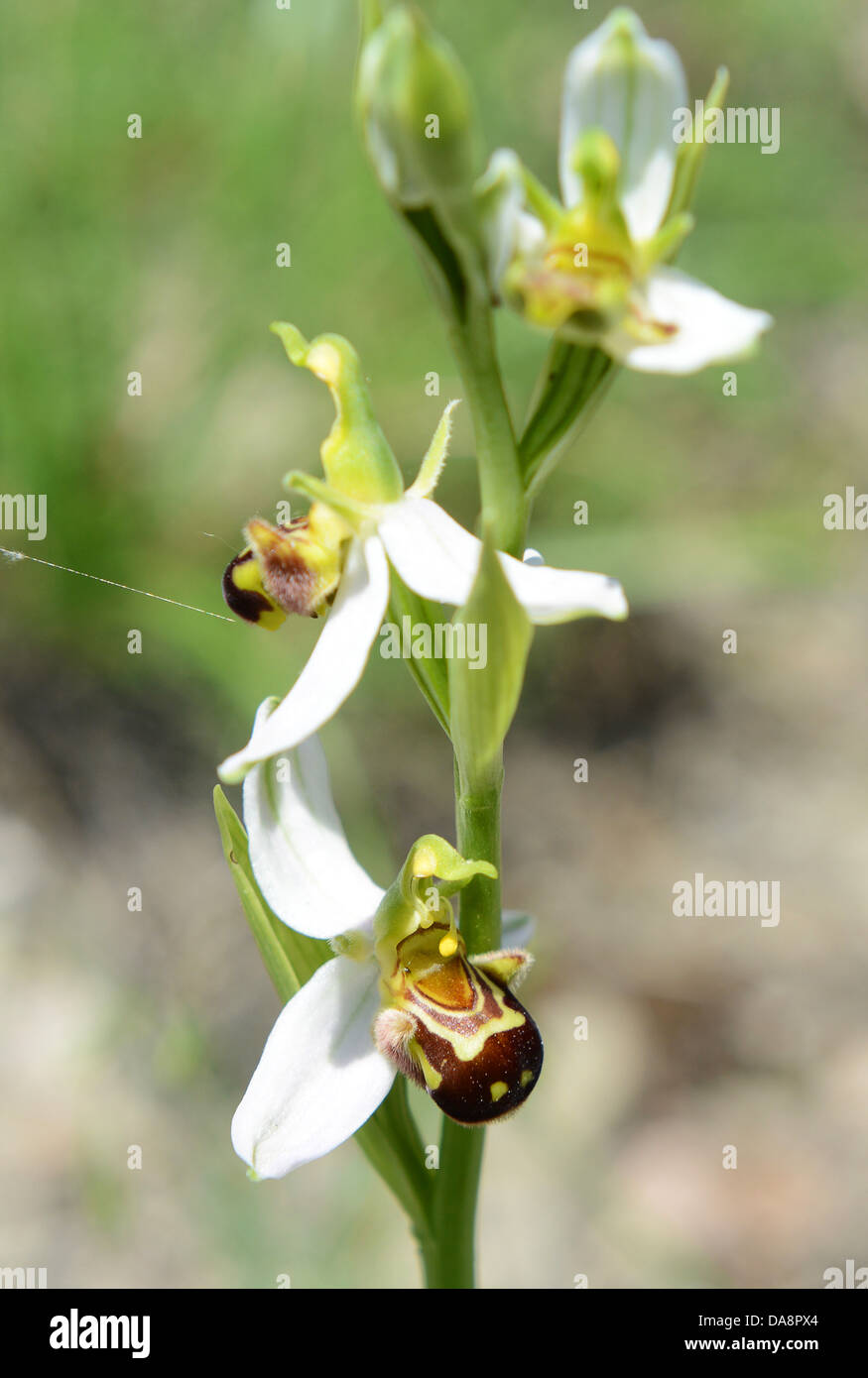 Weiße Biene Orchidee Ophrys apifera Stockfoto