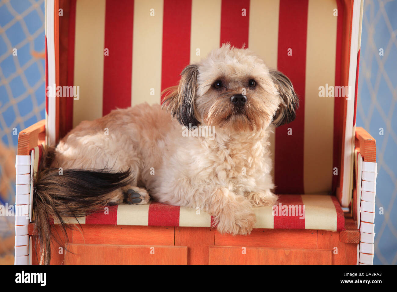 Gemischte Rasse Hund | Mischlingshund, Ruede Stockfoto