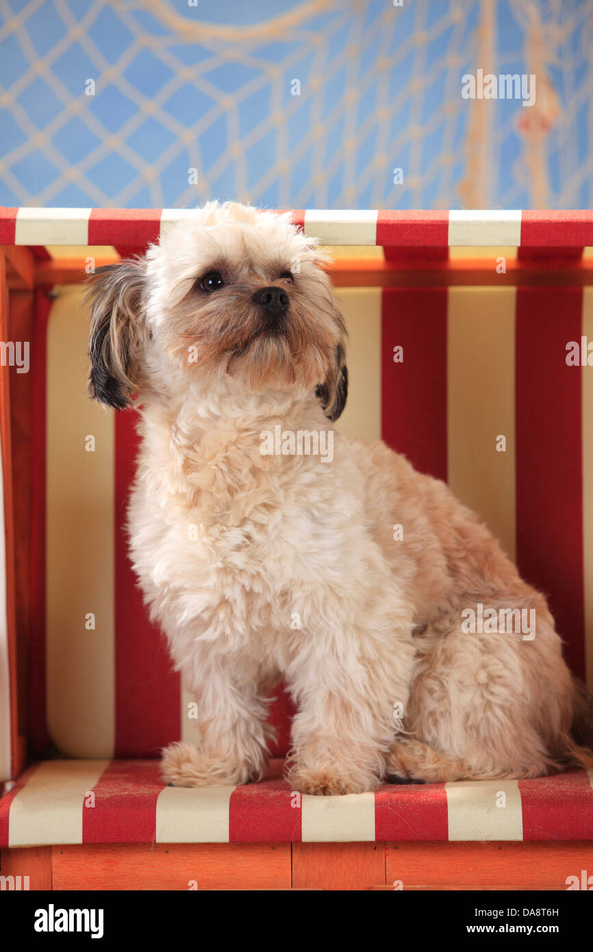 Gemischte Rasse Hund | Mischlingshund, Ruede Stockfoto