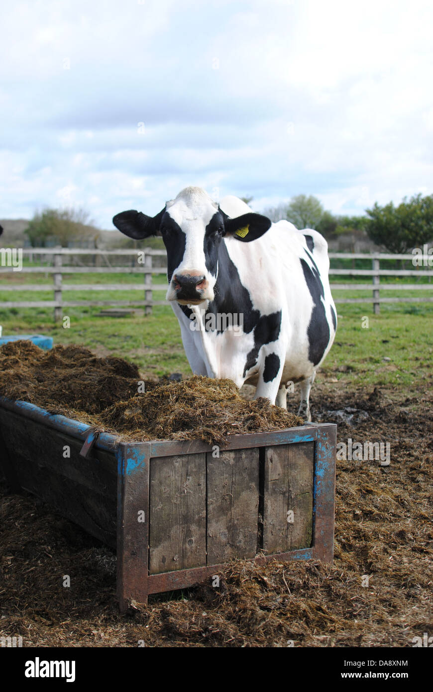 Fodder Trough Stockfotos &amp; Fodder Trough Bilder Alamy