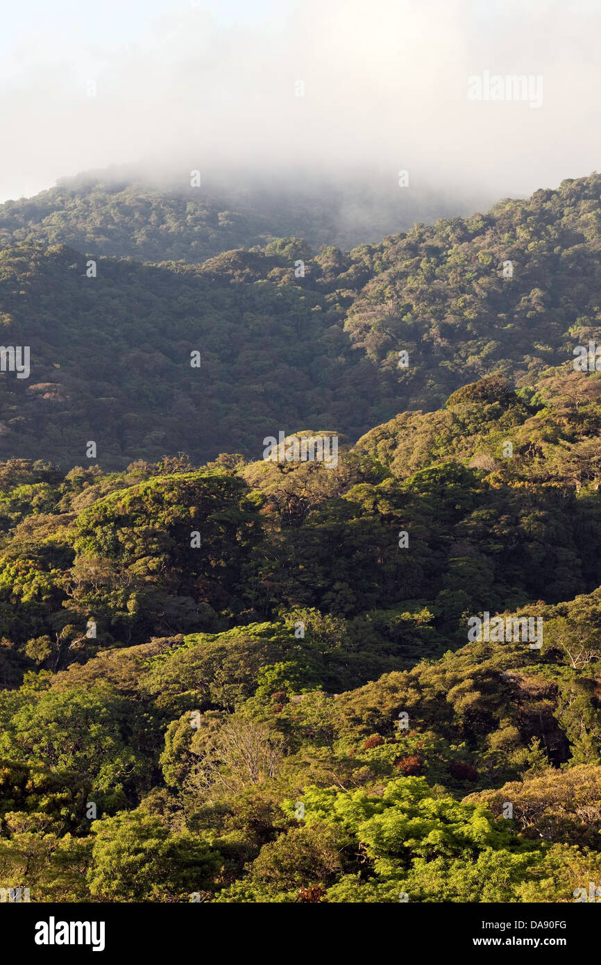 Monteverde Cloud Forest Reserve, Costa Rica Stockfoto
