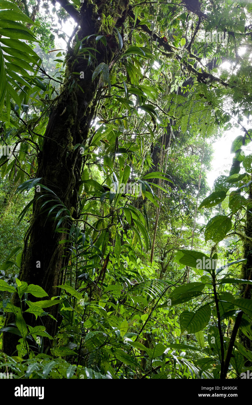 Monteverde Cloud Forest Reserve, Costa Rica Stockfoto