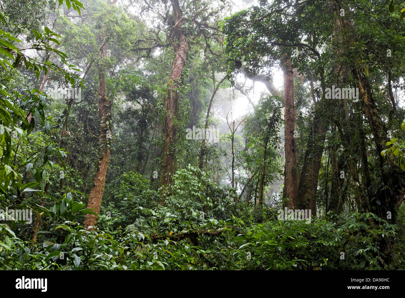 Monteverde Cloud Forest Reserve, Costa Rica Stockfoto